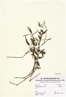藏品(蠶繭草)的圖片